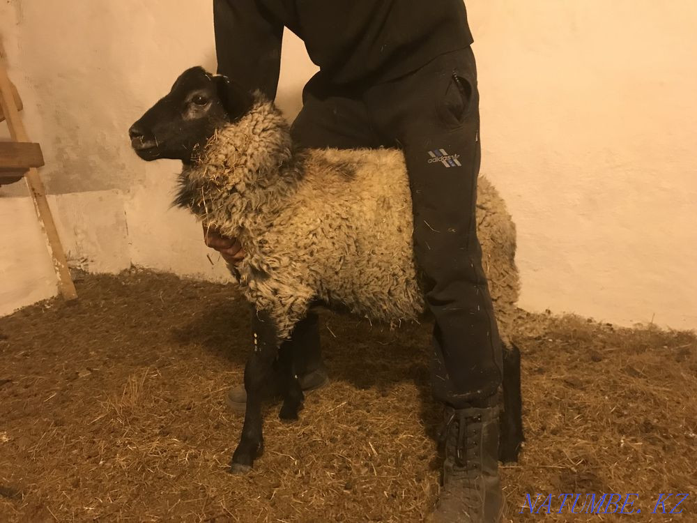 Sheep rams Romanovskie Kostanay - photo 2