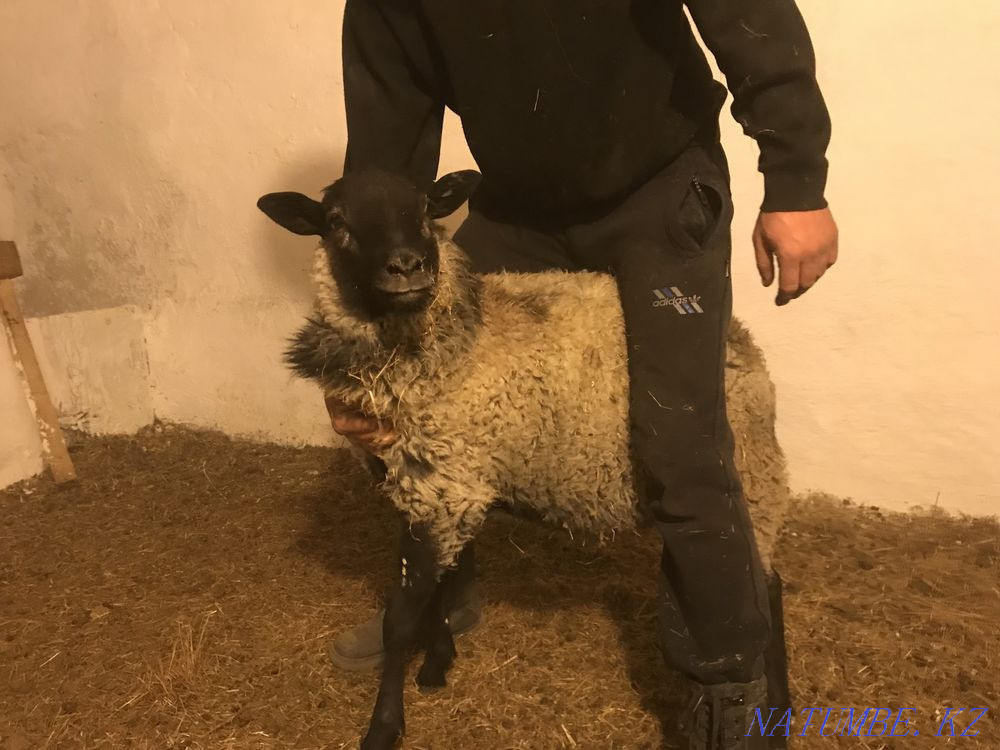 Sheep rams Romanovskie Kostanay - photo 3