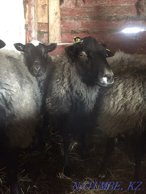 Romanov sheep Astana - photo 1