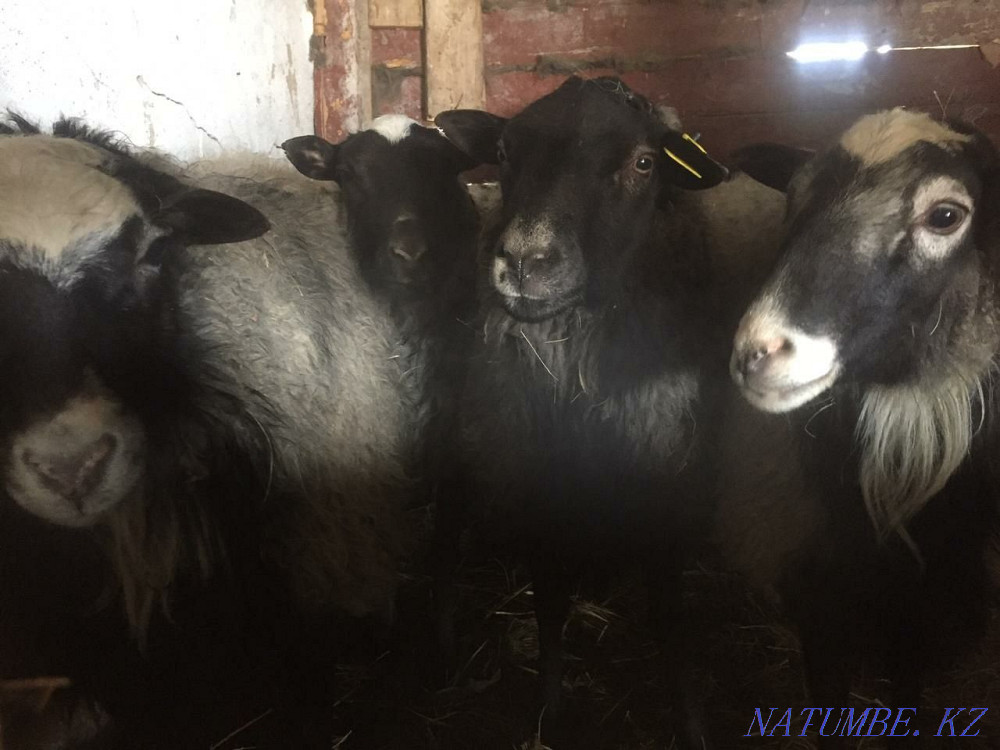 Romanov sheep Astana - photo 2