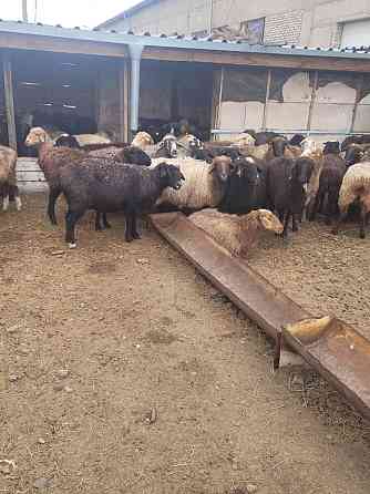 Бараны и овцы, на откорме, курдючные! Цена от 40 до 65 тысяч тг. Костанай