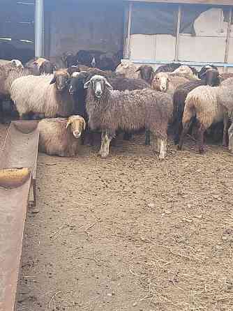 Бараны и овцы, на откорме, курдючные! Цена от 40 до 65 тысяч тг. Kostanay
