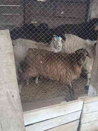 Бараны и овцы, на откорме, курдючные! Цена от 40 до 65 тысяч тг. Kostanay