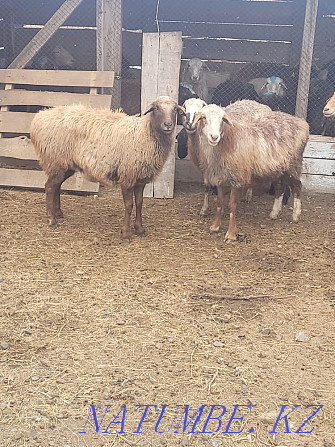 Rams and sheep, fattening, fat-tailed! The price is from 40 to 65 thousand tenge. Kostanay - photo 2