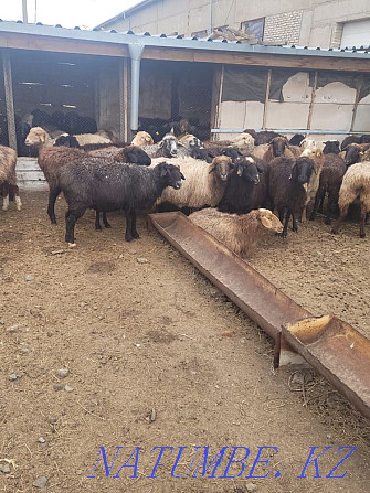 Rams and sheep, fattening, fat-tailed! The price is from 40 to 65 thousand tenge. Kostanay - photo 3