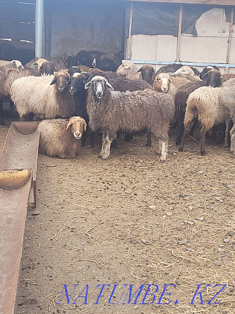 Rams and sheep, fattening, fat-tailed! The price is from 40 to 65 thousand tenge. Kostanay - photo 4