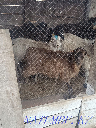 Rams and sheep, fattening, fat-tailed! The price is from 40 to 65 thousand tenge. Kostanay - photo 1