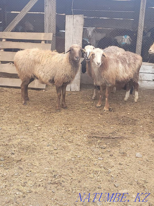 Rams and sheep, fattening, fat-tailed! The price is from 40 to 65 thousand tenge. Kostanay - photo 2