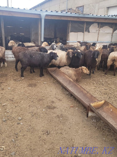 Rams and sheep, fattening, fat-tailed! The price is from 40 to 65 thousand tenge. Kostanay - photo 3