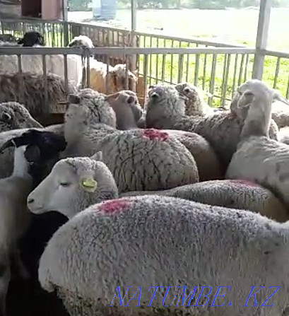 ?oilar, then?tylar. Sheep, rams Qaskeleng - photo 1