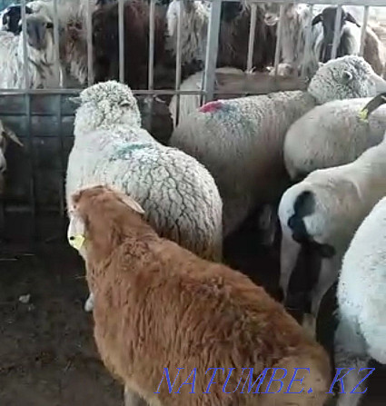 That?tylar,?oilar. Rams, sheep. Кыргауылды - photo 1