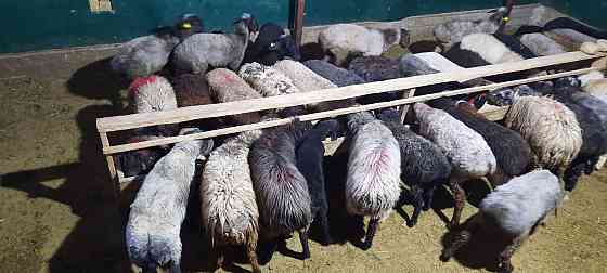 Кой токты тусак кошкар баран овцы Кызылорда