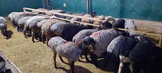 Кой токты тусак кошкар баран овцы Кызылорда
