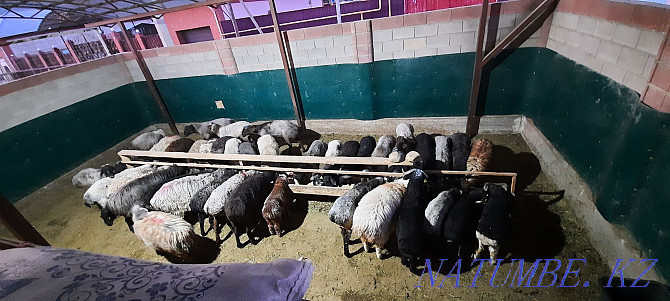 Koi tokty tusak koshkar ram sheep Kyzylorda - photo 1