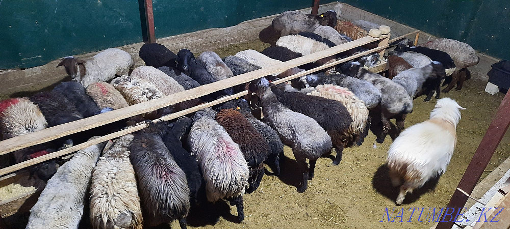 Кой токты тусак кошкар баран овцы Кызылорда - изображение 4