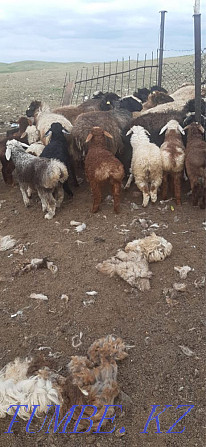 Sheep with lambs/?oilar?ozylarymen  - photo 2