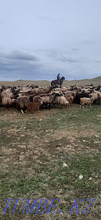 Sheep with lambs/?oilar?ozylarymen  - photo 1