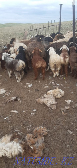 Овцы с ягненками/?ойлар ?озыларымен  - изображение 2