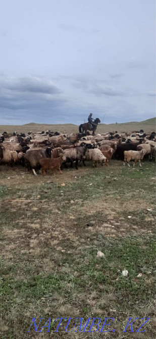 Овцы с ягненками/?ойлар ?озыларымен  - изображение 1