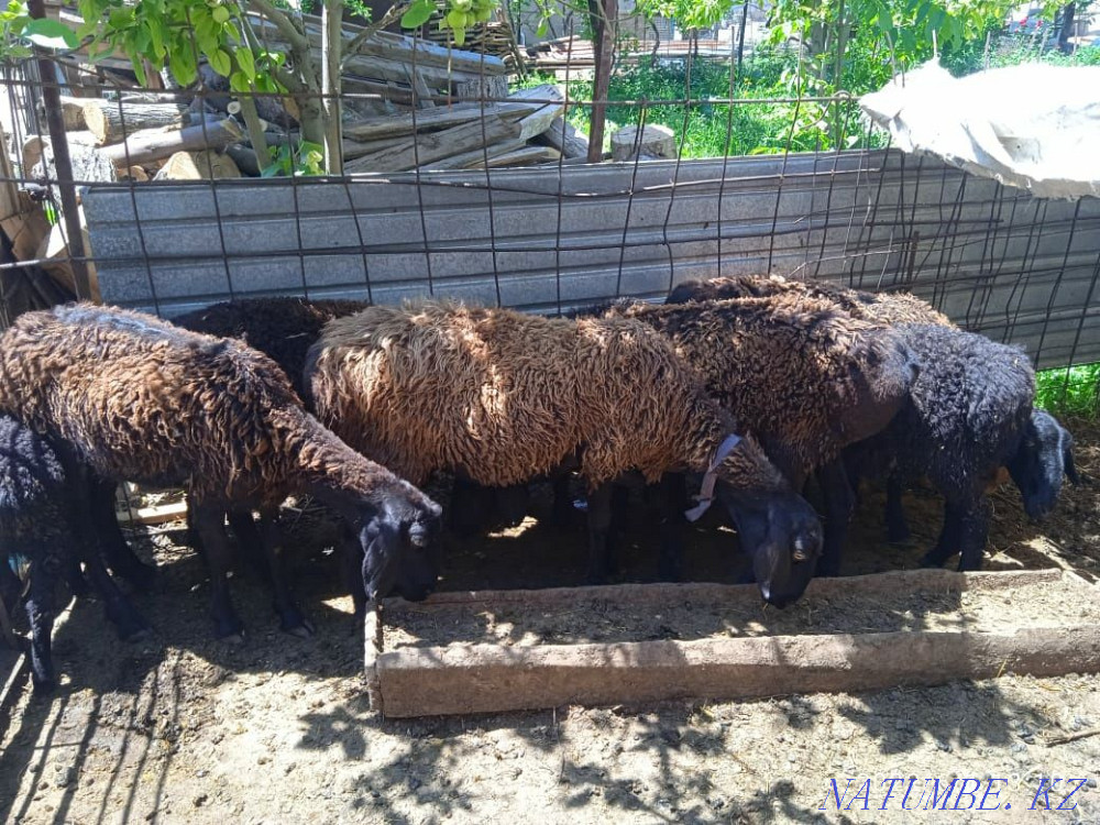 Продоется овцы.. Шымкент - изображение 2