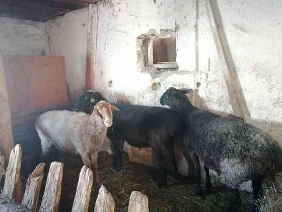 Продам овцы на откорме  Көкшетау