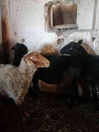 Продам овцы на откорме Кокшетау