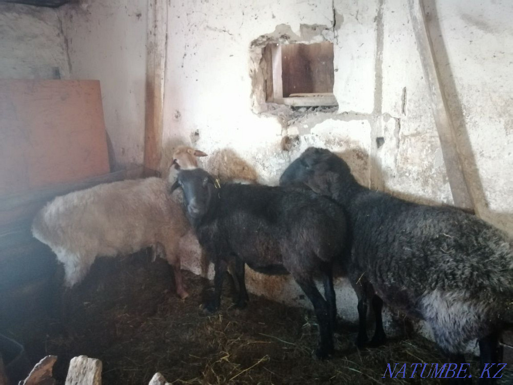 Sell fattening sheep Kokshetau - photo 2