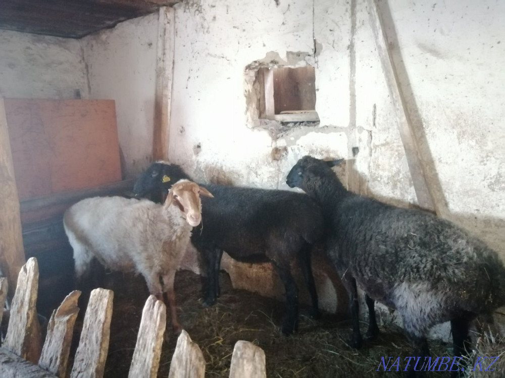 Sell fattening sheep Kokshetau - photo 1