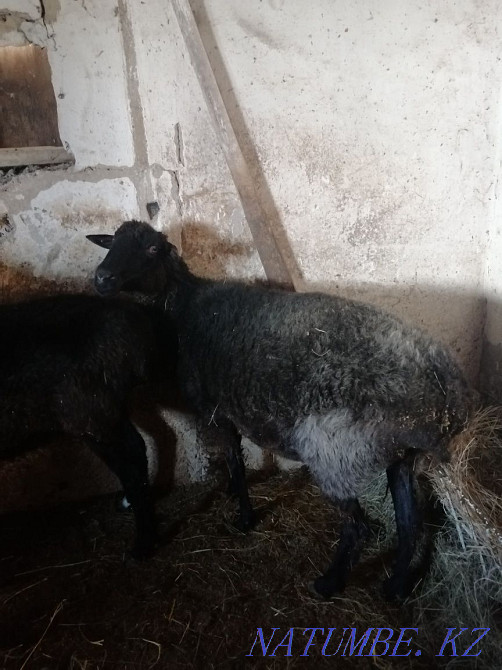 Sell fattening sheep Kokshetau - photo 3