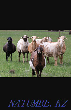 Продаются овцы, меренос и казахский Каменка - изображение 1