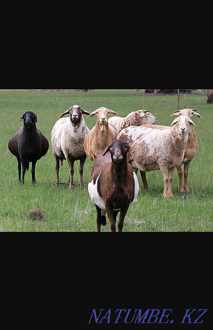 Sheep, merenos and Kazakh for sale Каменка - photo 1