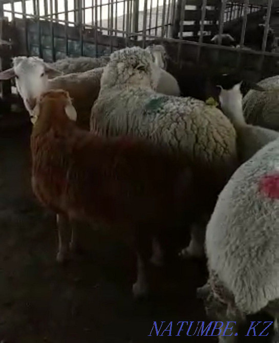 That?tylar,?oilar. Sheep, rams Ушконыр - photo 2