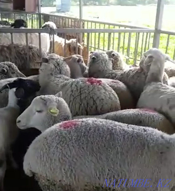That?tylar,?oilar. Sheep, rams Ушконыр - photo 1