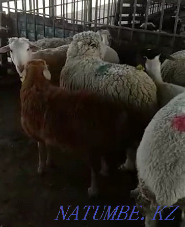 ?oilar, then?tylar. Sheep, rams Кыргауылды - photo 3