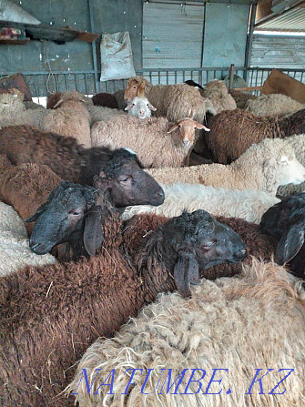 ?oylar, then? tylar - sheep, rams Кыргауылды - photo 1