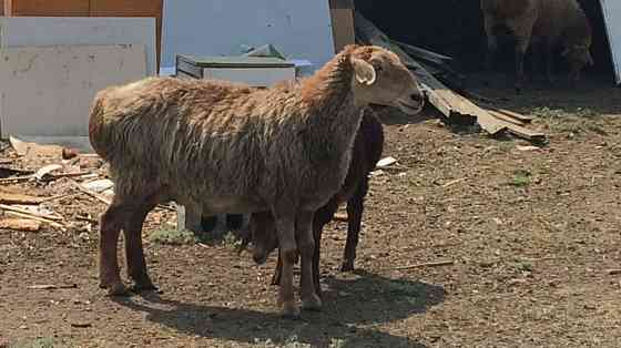 Овцы, Бараны в г. Рудном от 46 000  кенді