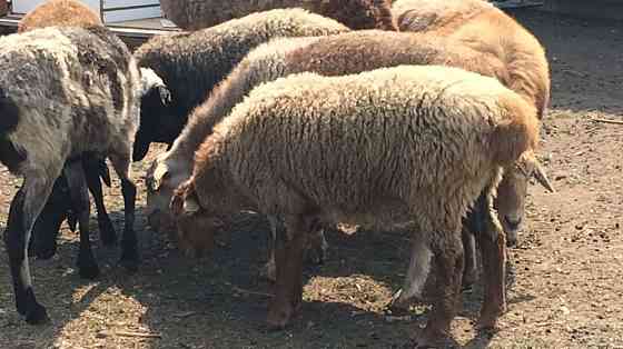 Овцы, Бараны в г. Рудном от 46 000 Рудный