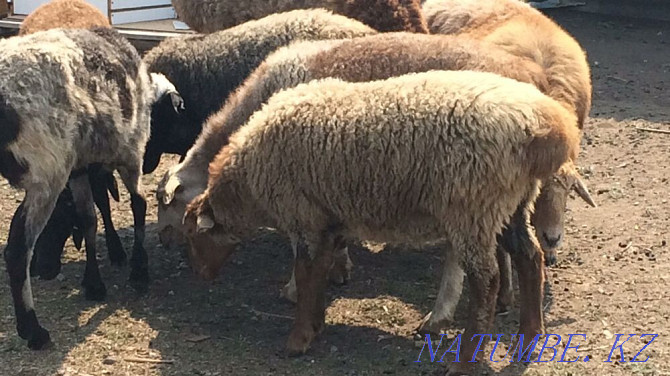 Sheep, Rams in Rudny from 46 000 Rudnyy - photo 3