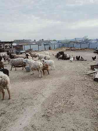 Овцы козы находятся в Зеренде Кокшетау