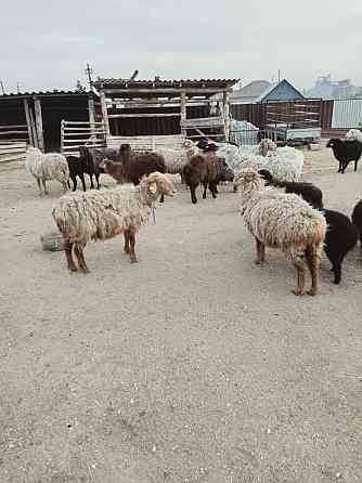 Овцы козы находятся в Зеренде  Көкшетау
