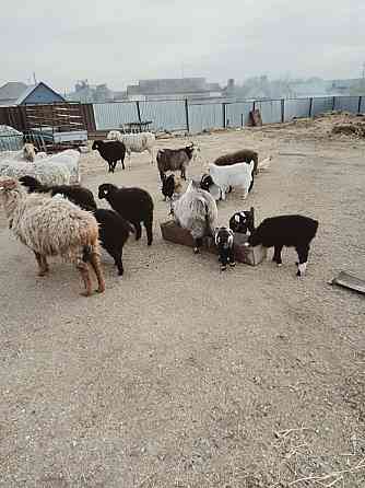 Овцы козы находятся в Зеренде Кокшетау