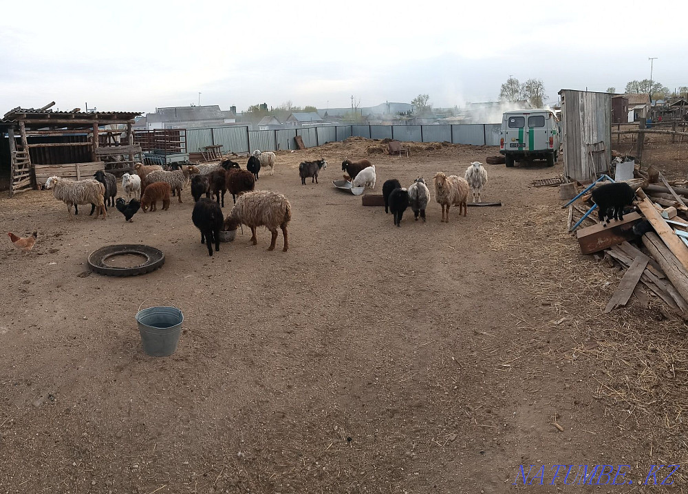 Овцы козы находятся в Зеренде Кокшетау - изображение 3