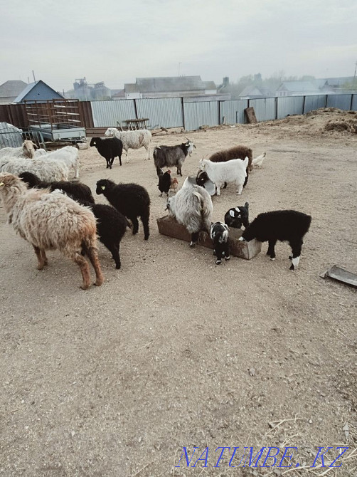Овцы козы находятся в Зеренде Кокшетау - изображение 1
