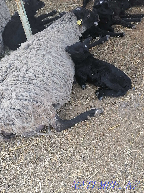 Романов қой  Үштөбе - изображение 1