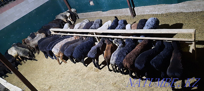Кой токты тусак кошкар баран овцы Кызылорда - изображение 4
