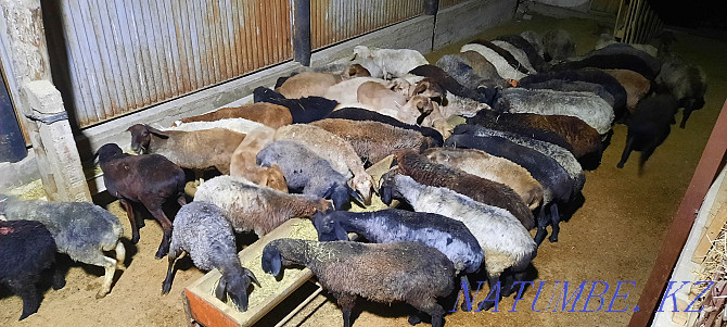 Кой токты тусак кошкар баран овцы Кызылорда - изображение 1