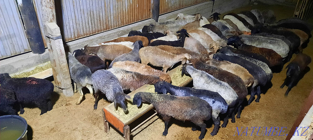 Кой токты тусак кошкар баран овцы Кызылорда - изображение 3