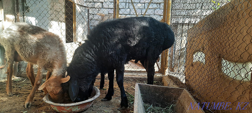 овцы на продажу. Актау - изображение 2