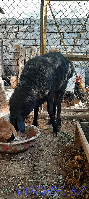 овцы на продажу. Актау - изображение 1