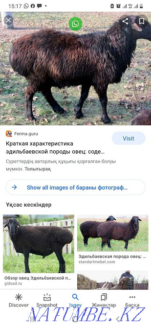 Бараны для жертвоприношение. Овцы Астана - изображение 1